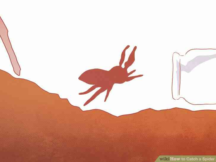 Image intitulée Attraper une Araignée Étape 9